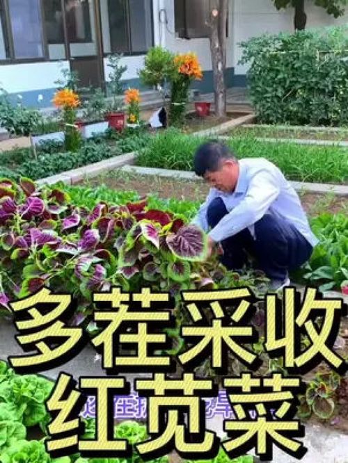 多茬采收的莧菜 優(yōu)質農產品種植正當時，助力鄉(xiāng)村振興